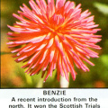 Dahlia ' BENZIE '  (S.C.) 1979    (NDS 100 1981)   (NDS)